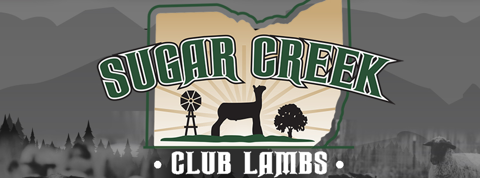 Sugar Creek Club Lambs