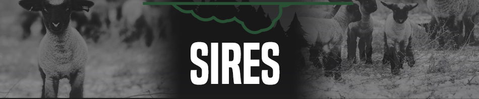 Sires